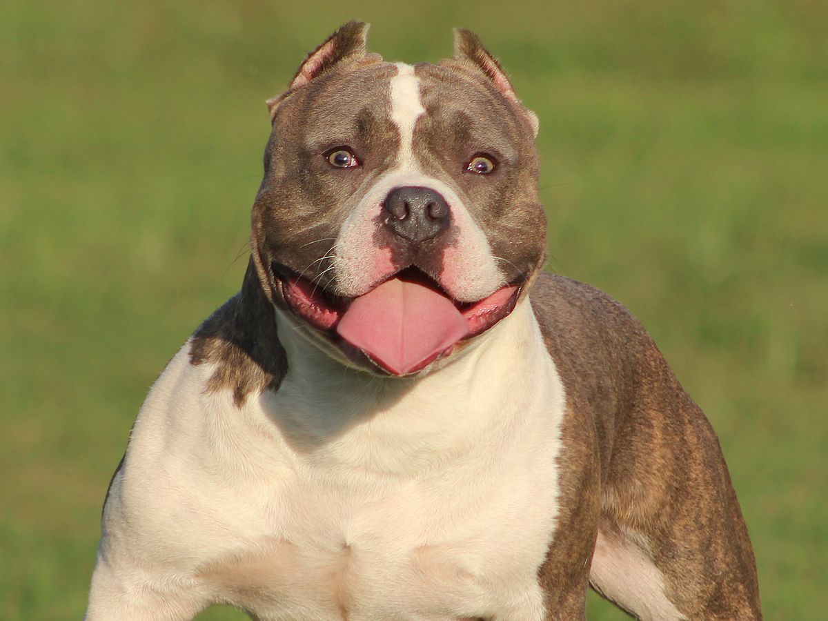 American Bully