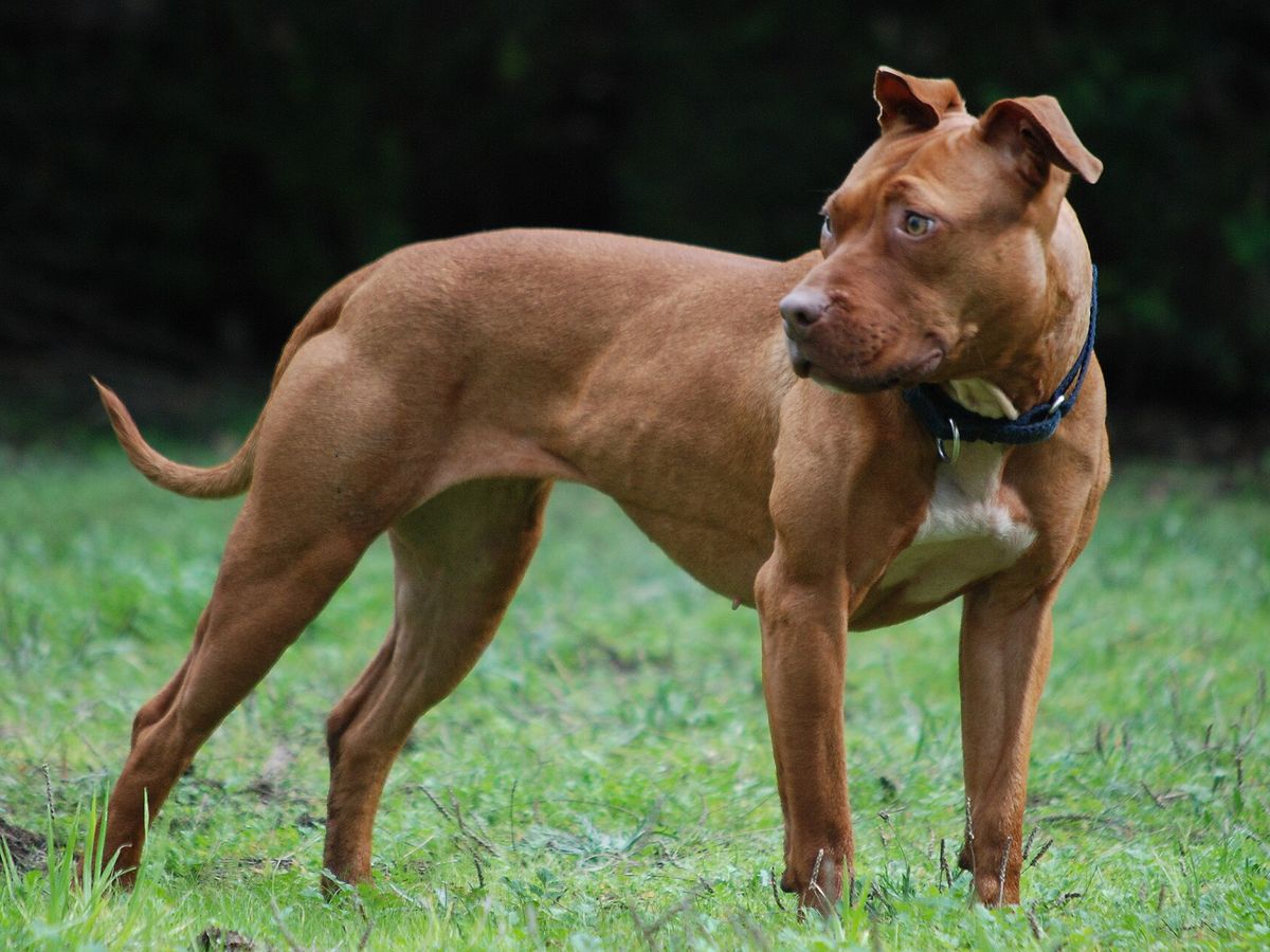 American Pit Bull Terrier