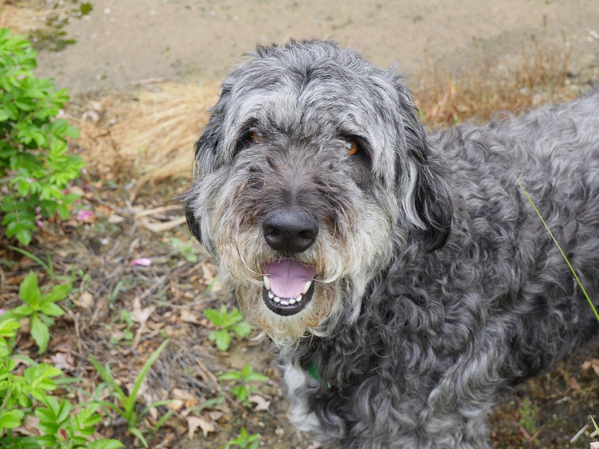 Aussiedoodle
