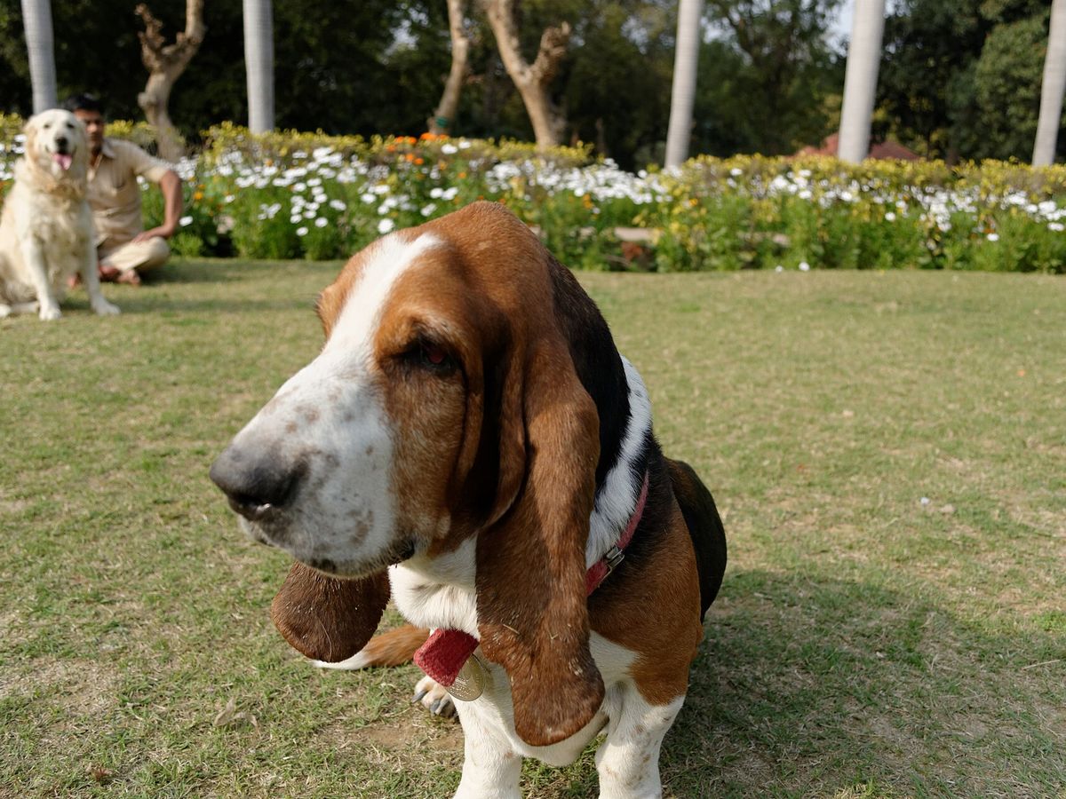 Basset Hound