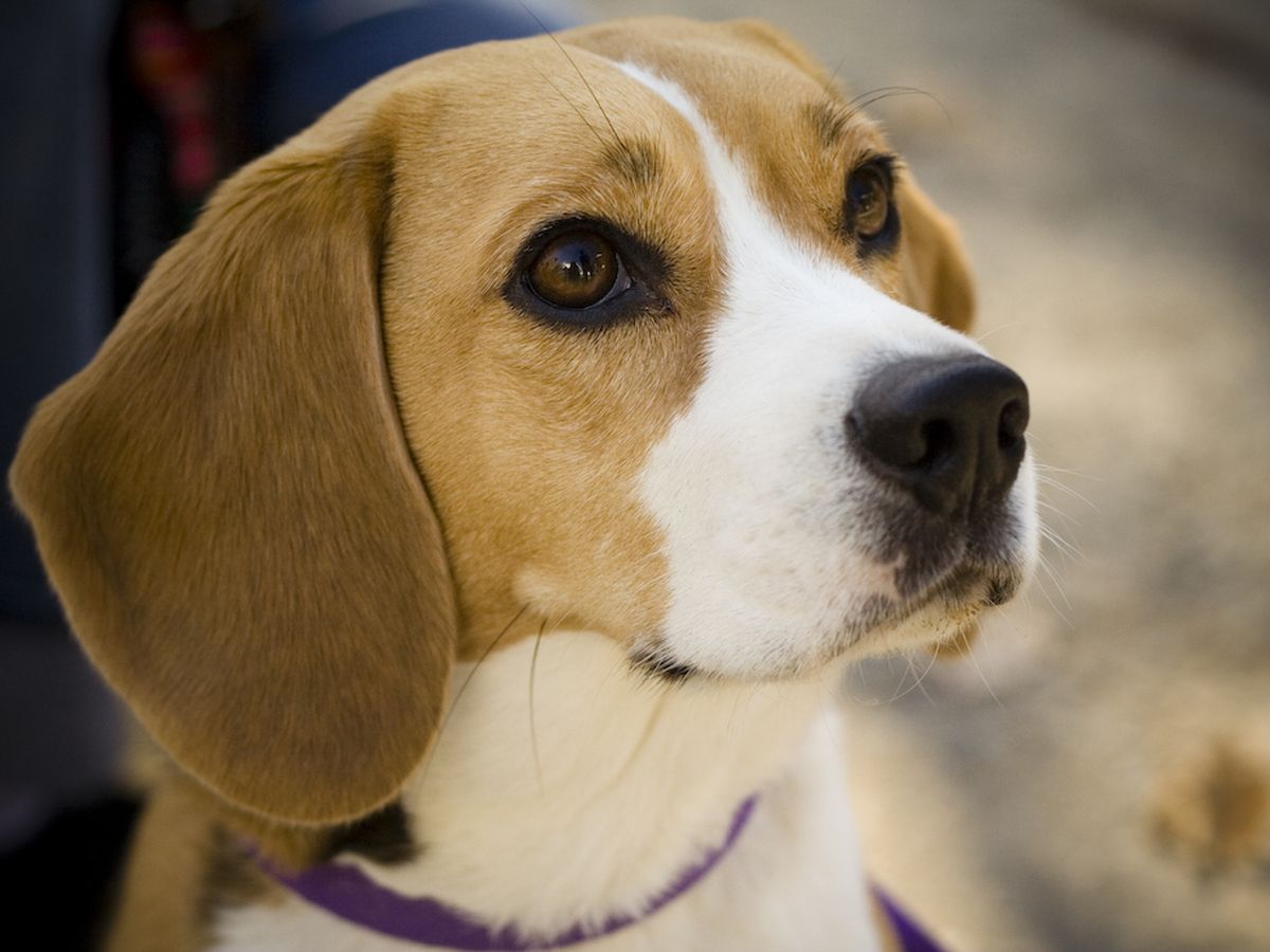 Beagle