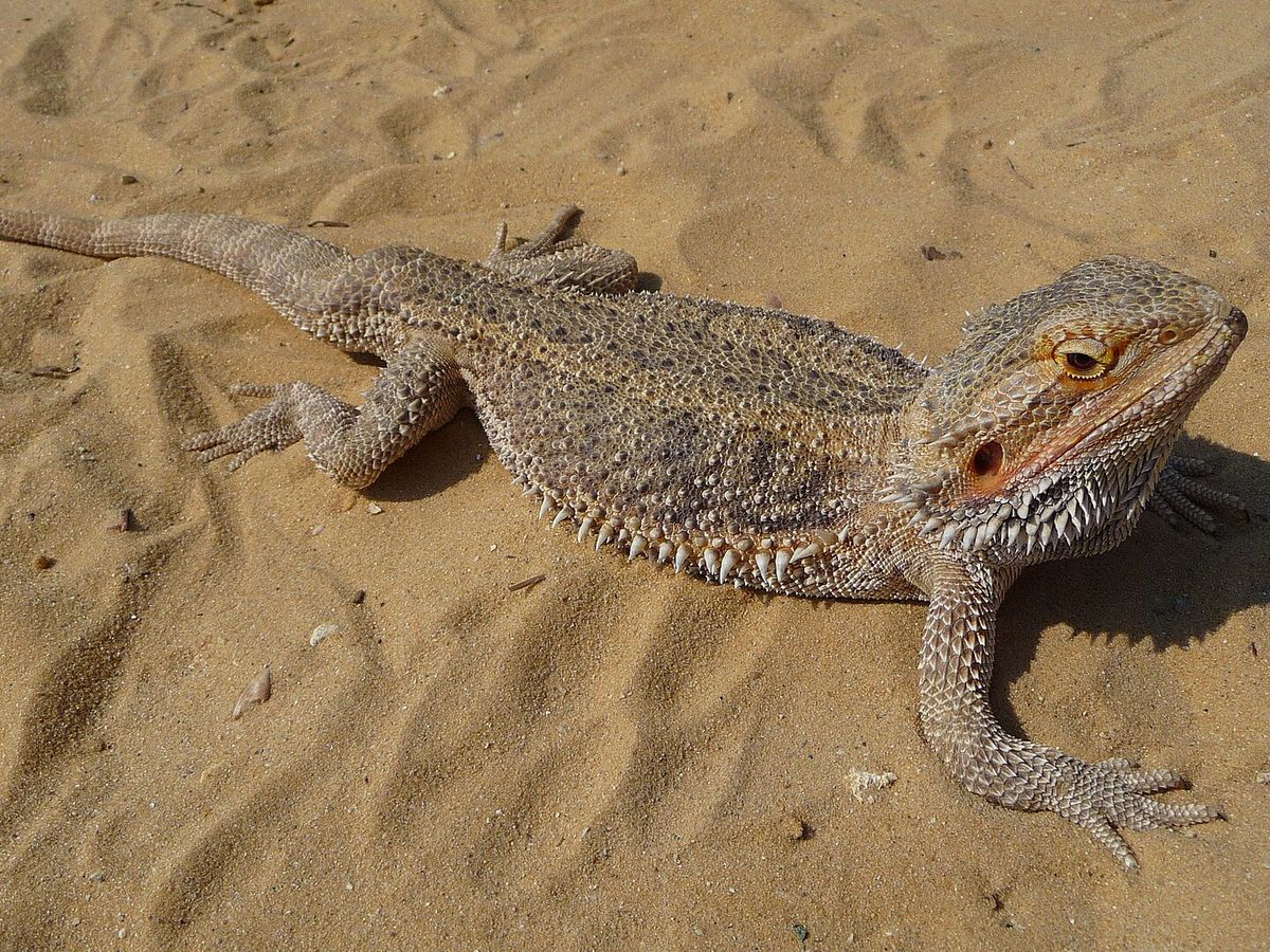 Bearded dragon