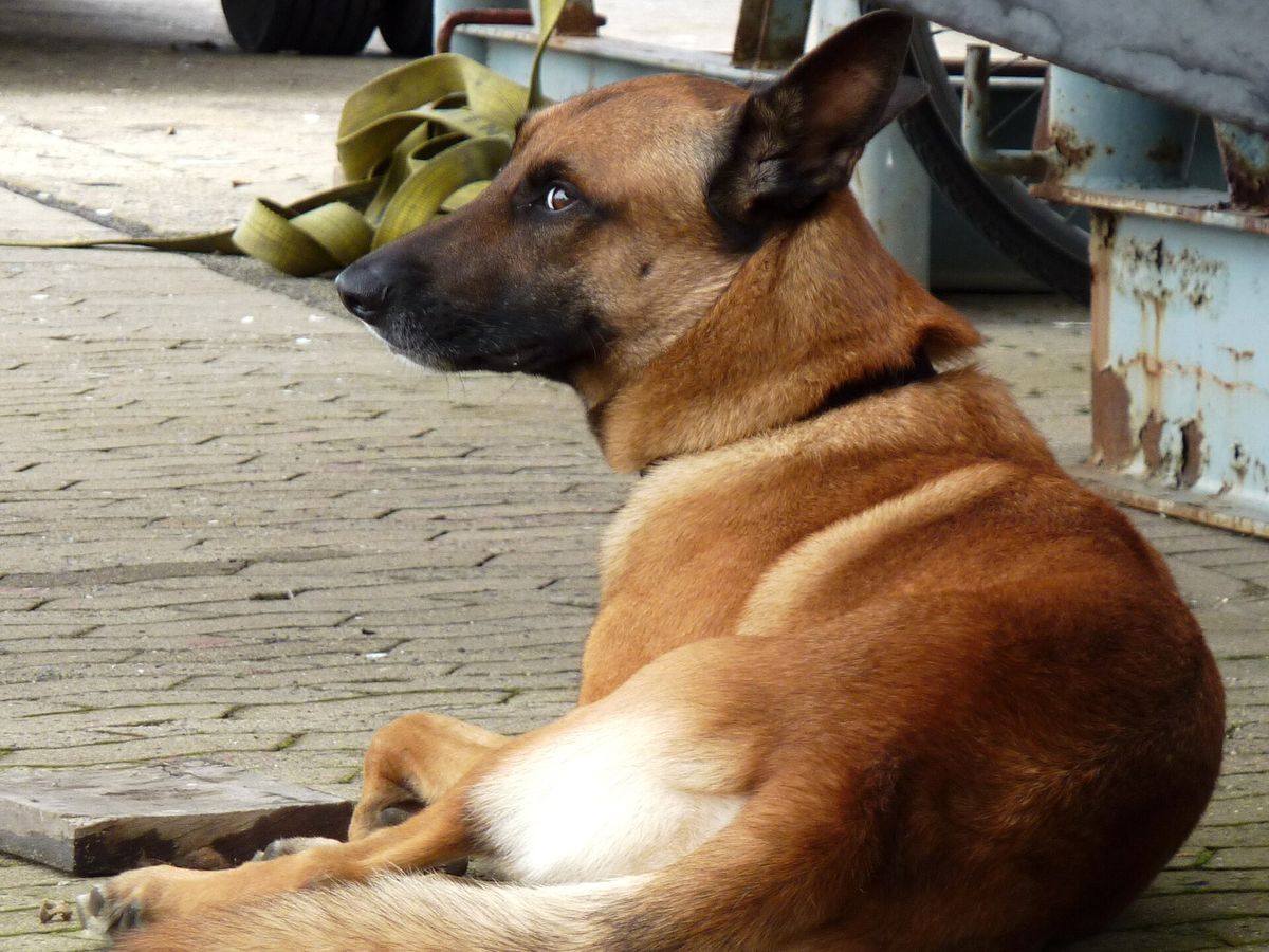 Belgian Malinois