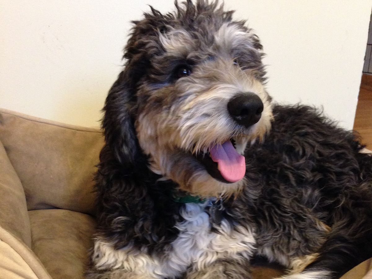 Bernedoodle