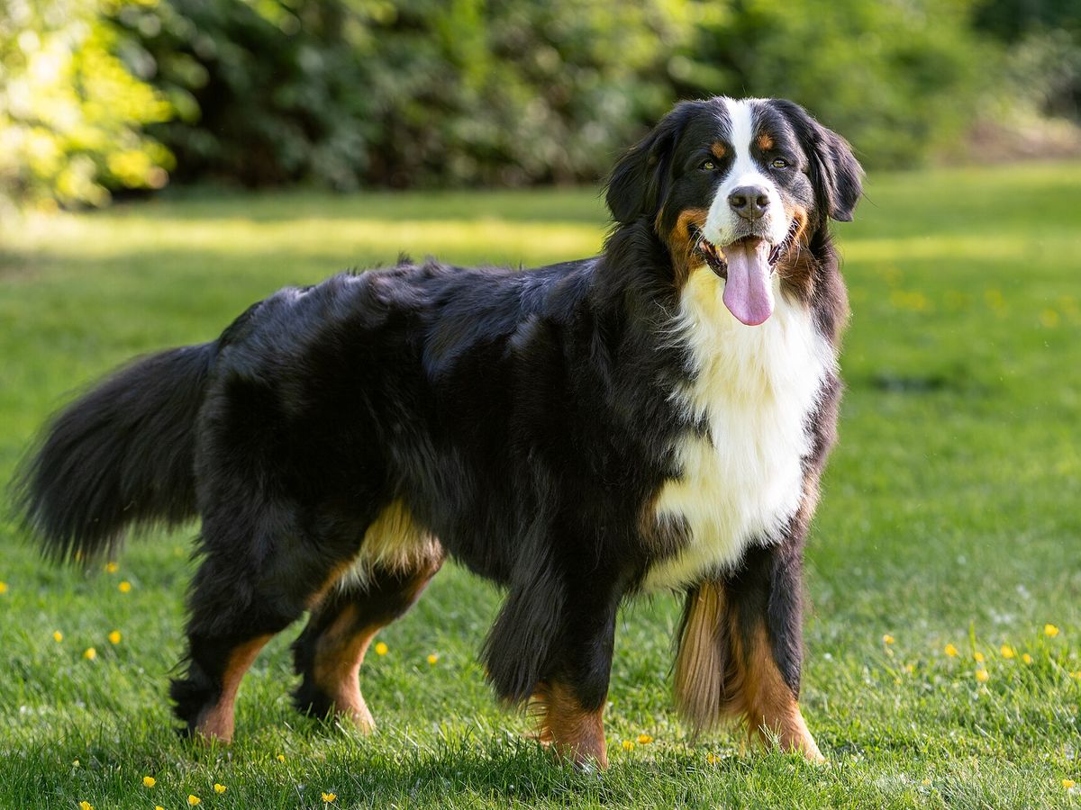 Bernese Mountain Dog