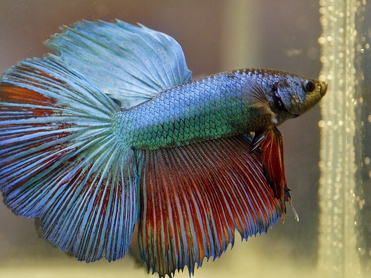 Betta fish