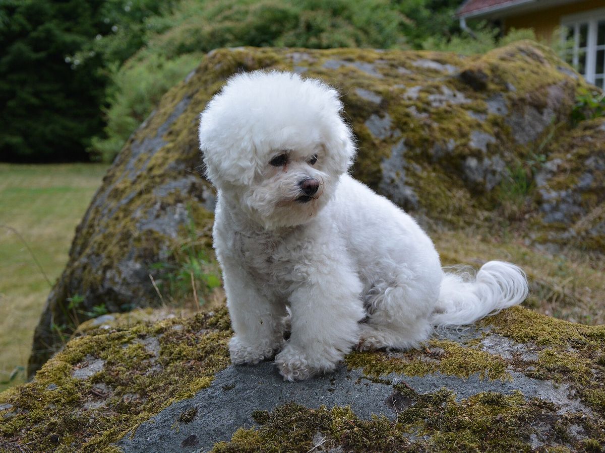 Bichon Frise