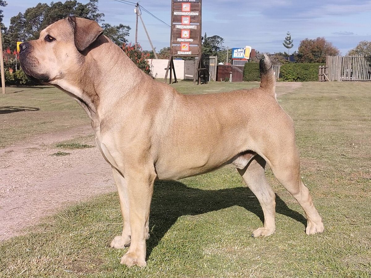 Boerboel