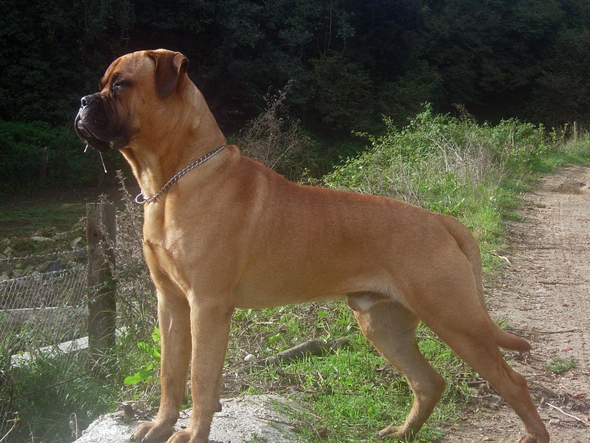 Bullmastiff