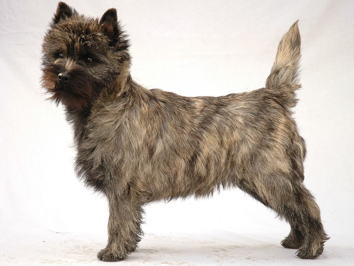 Cairn Terrier