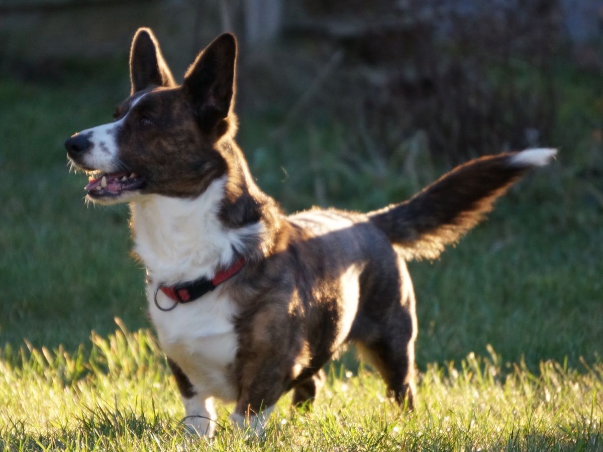 Cardigan Welsh Corgi