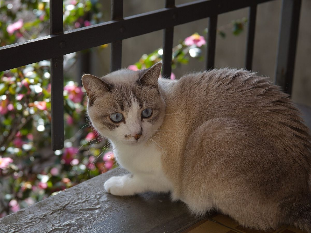 Cat