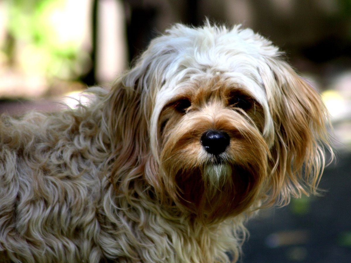 Cavapoo