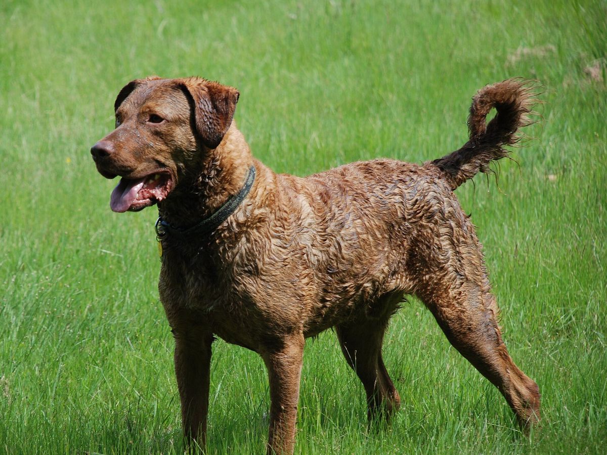 Chesapeake Bay Retriever