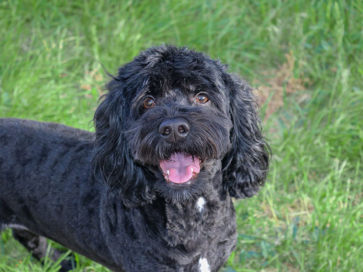 Cockapoo