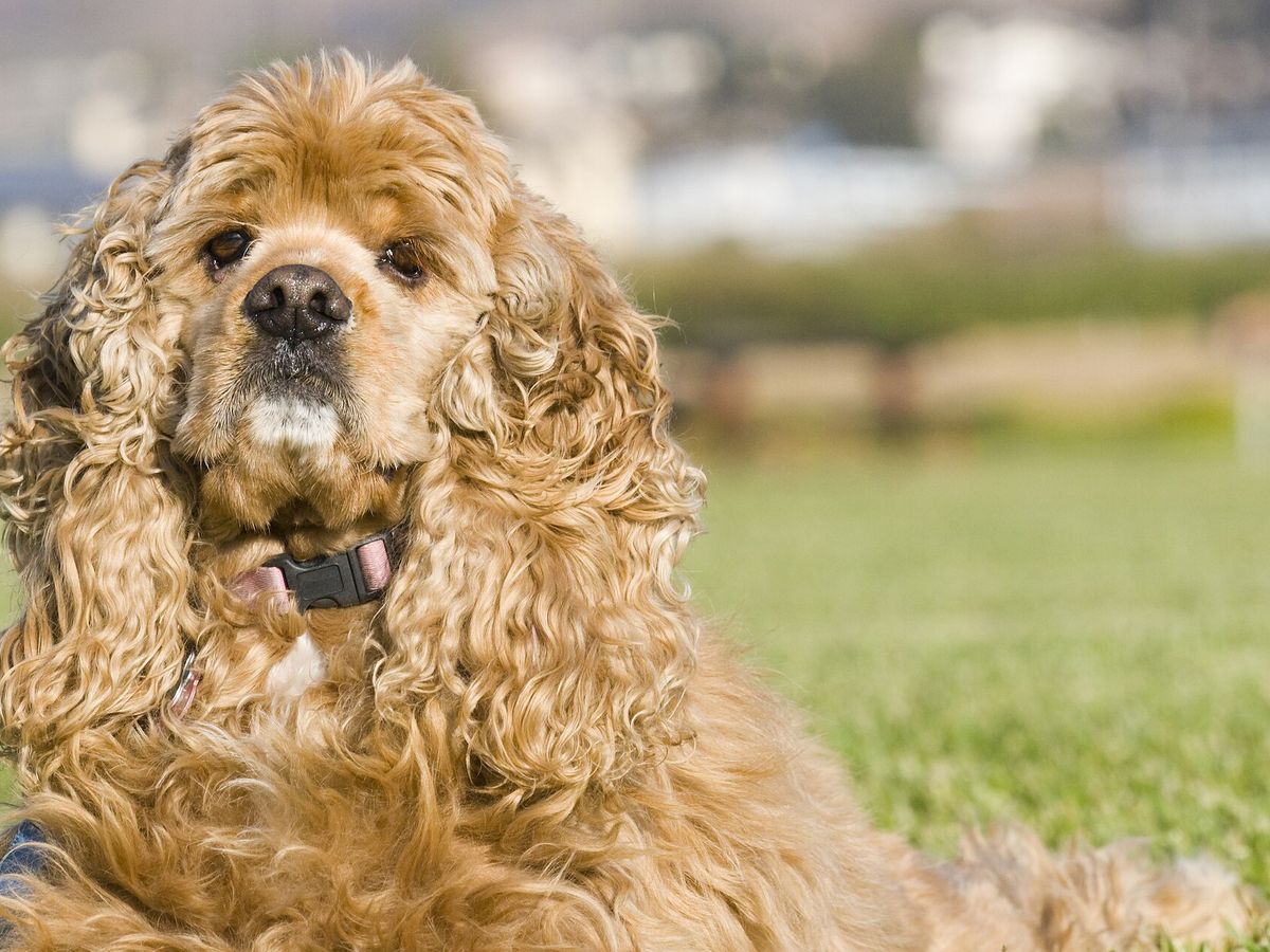 Cocker Spaniel