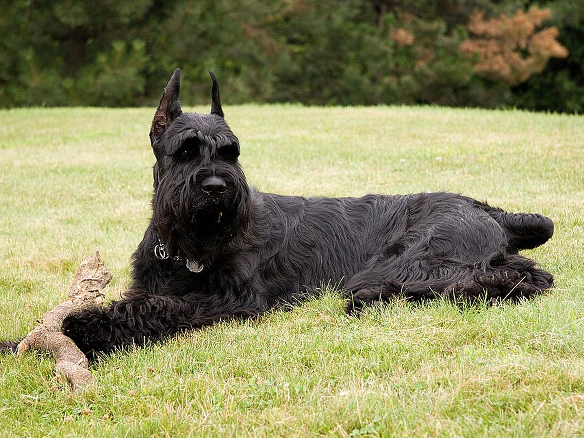 Giant Schnauzer