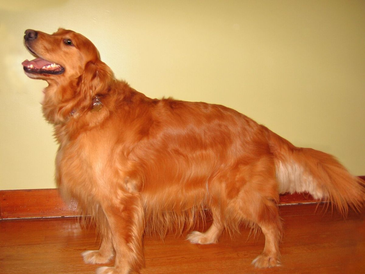 Golden Retriever
