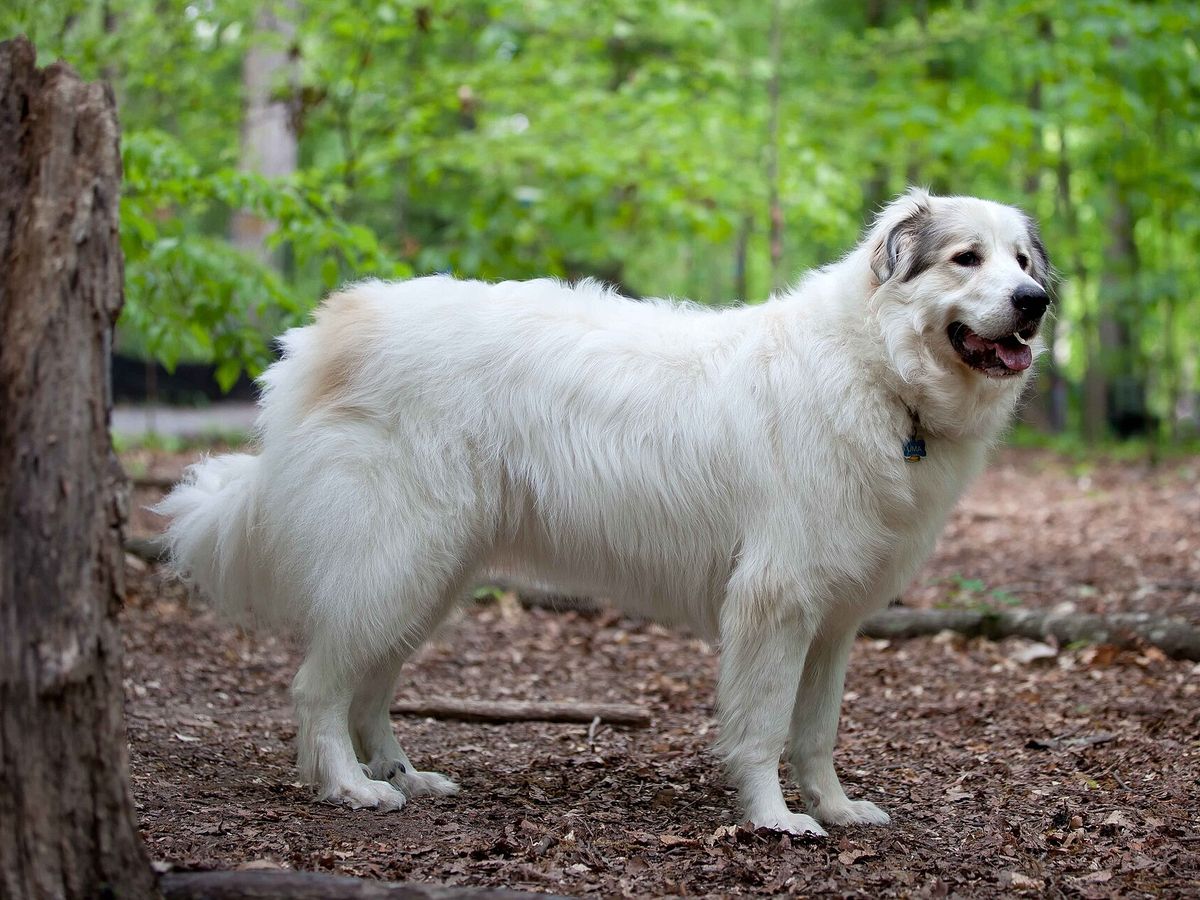 Great Pyrenees