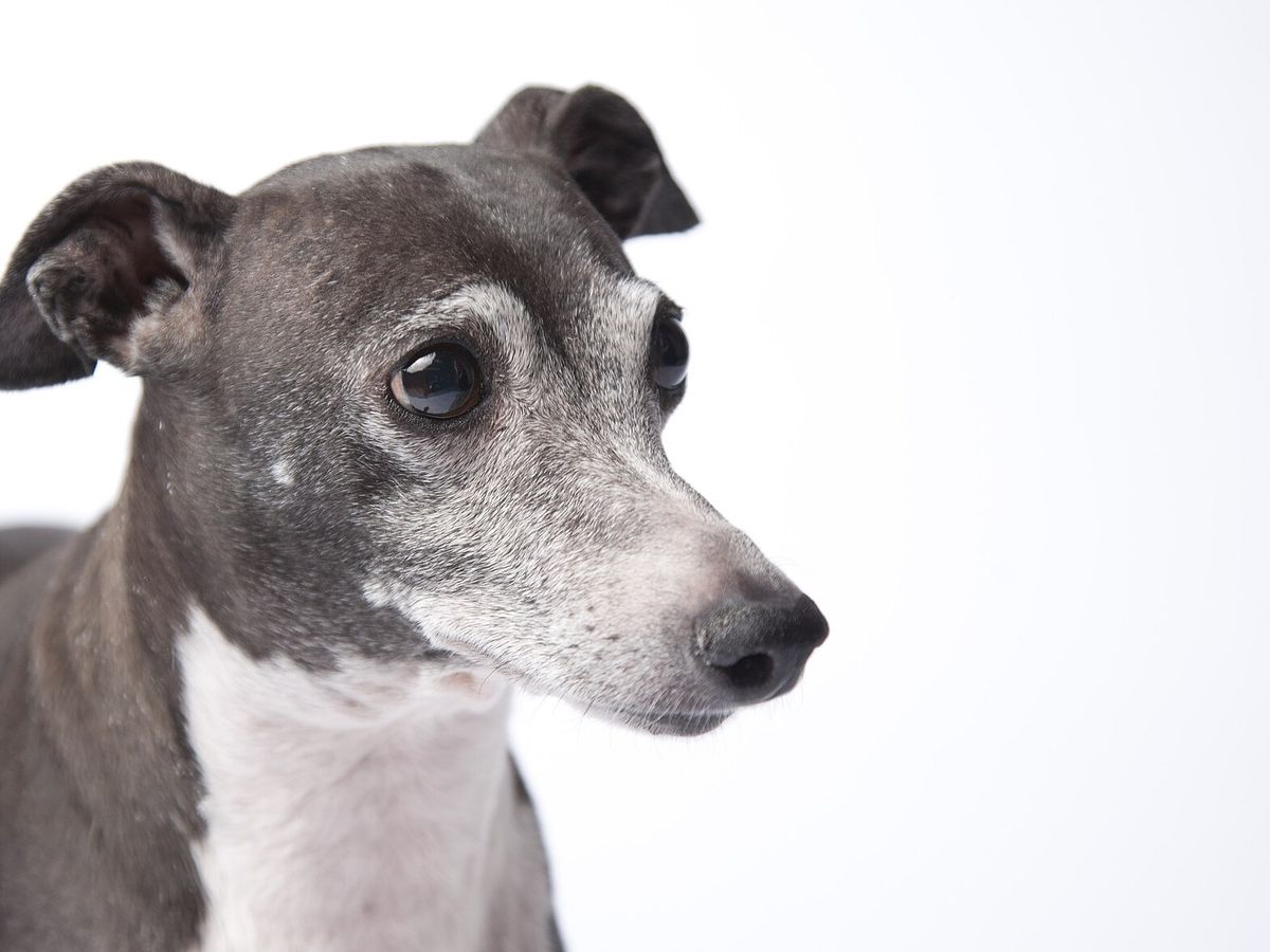 Italian Greyhound