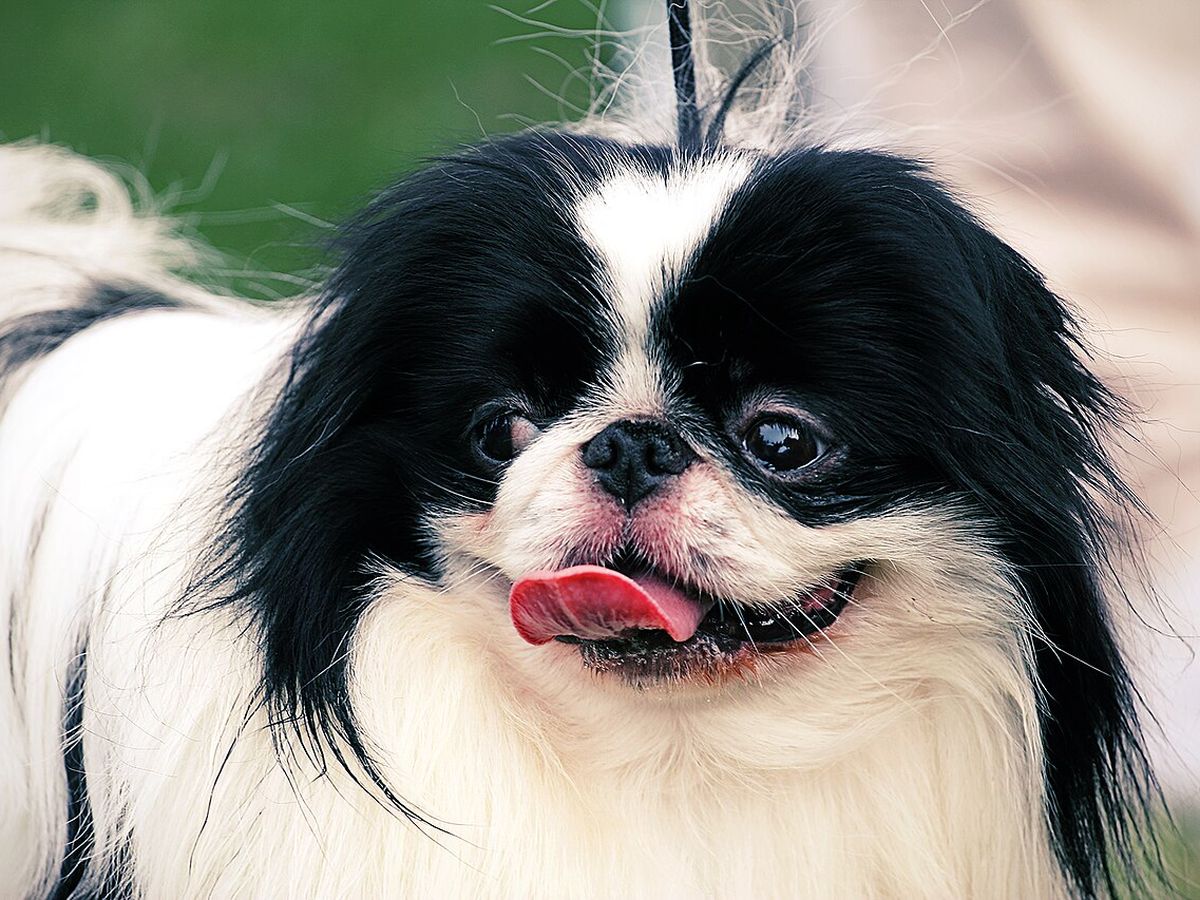 Japanese Chin