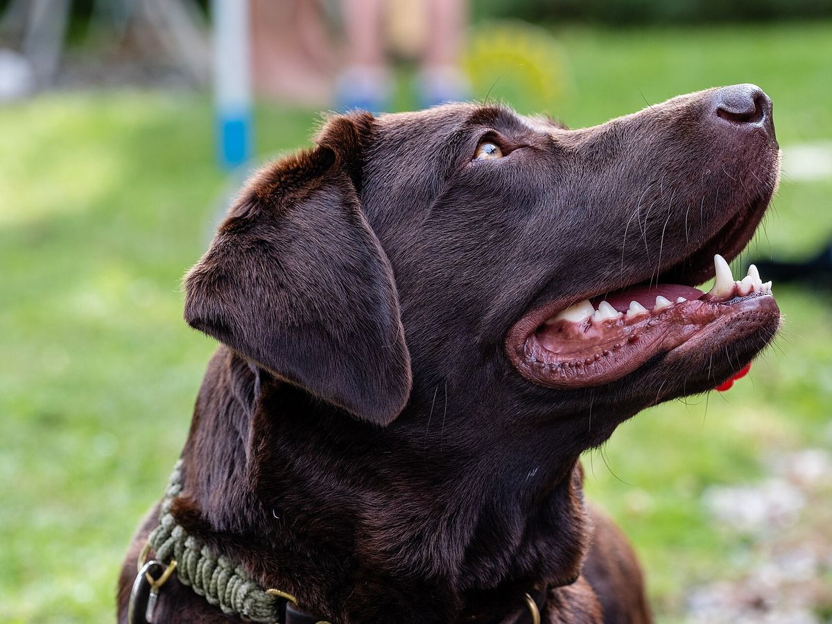 Labrador Retriever