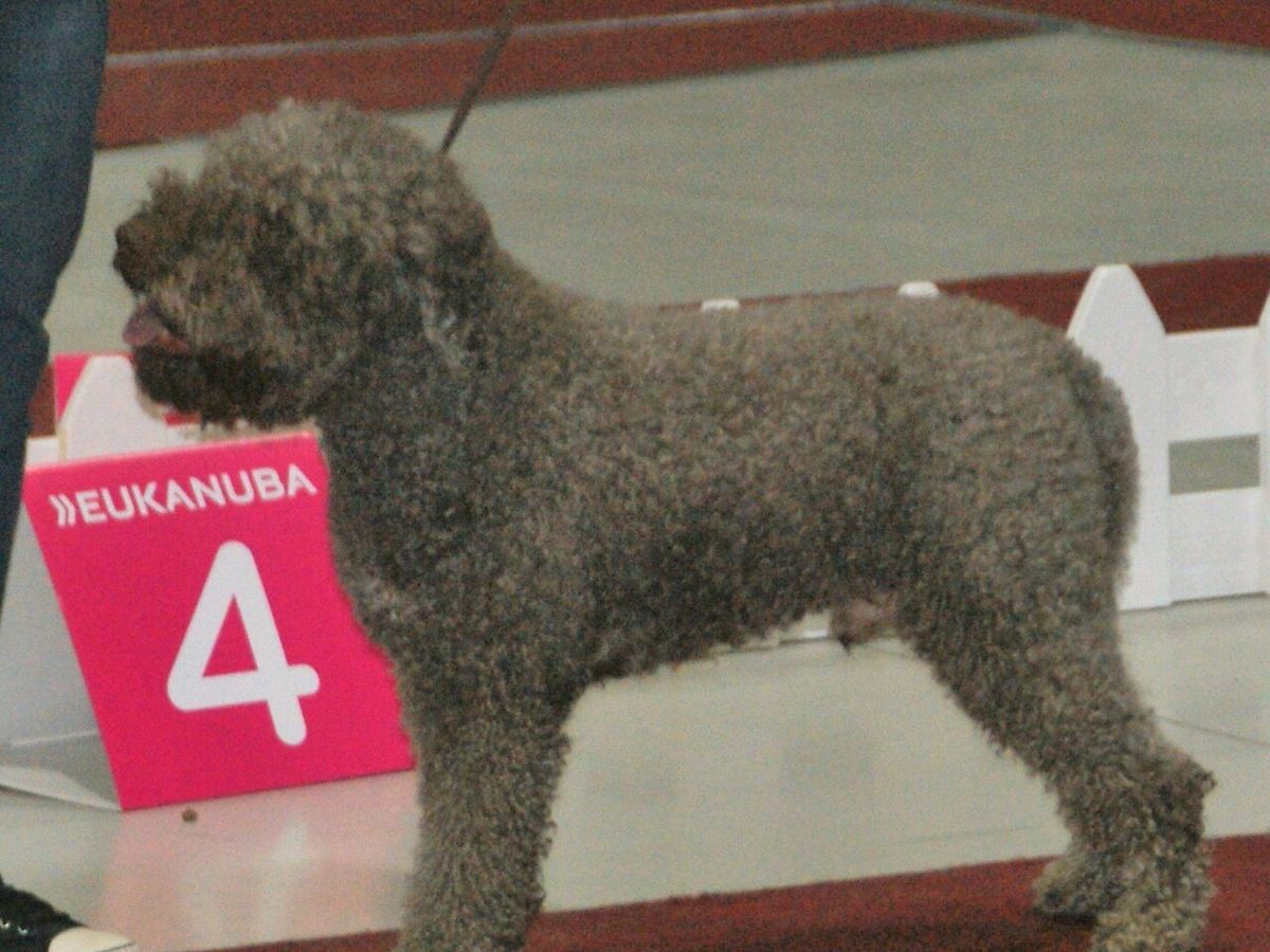 Lagotto Romagnolo