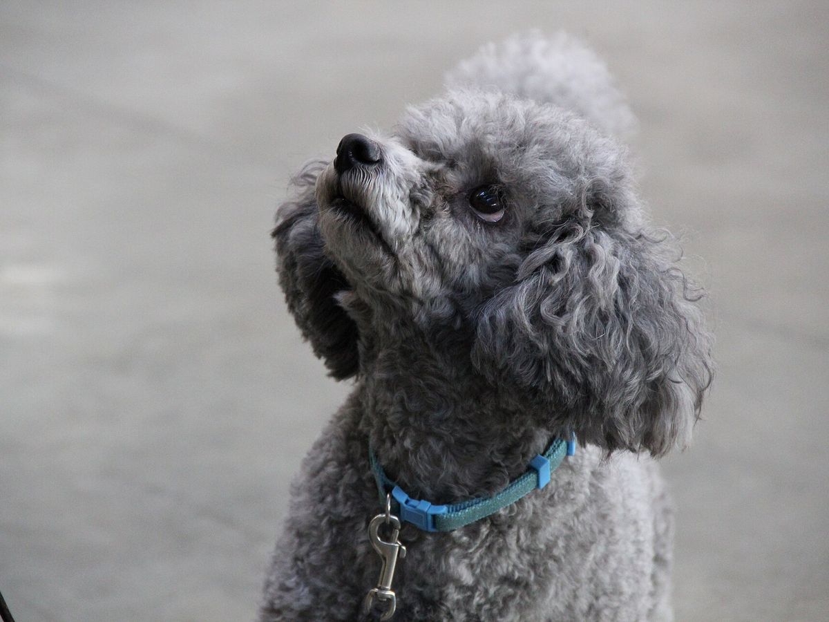 Miniature Poodle