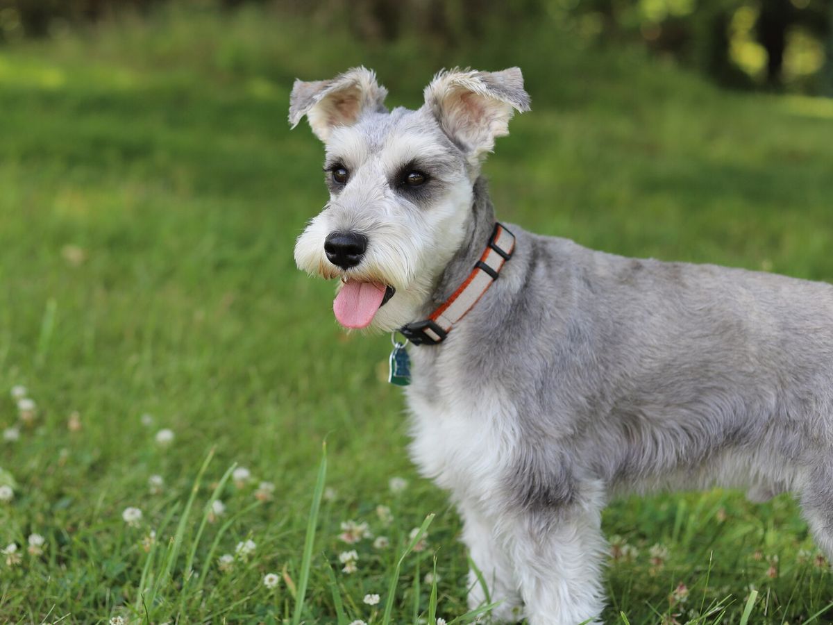 Miniature Schnauzer