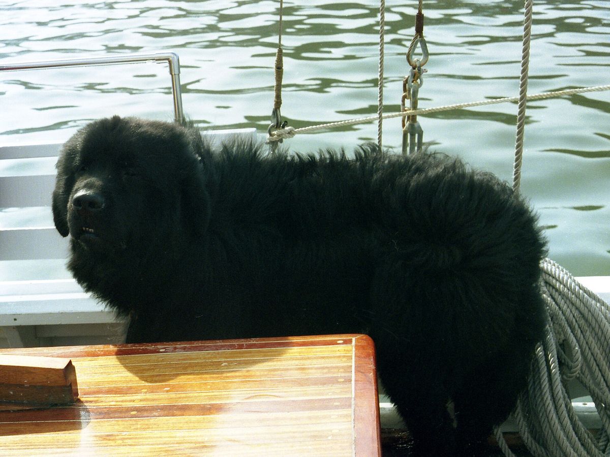 Newfoundland