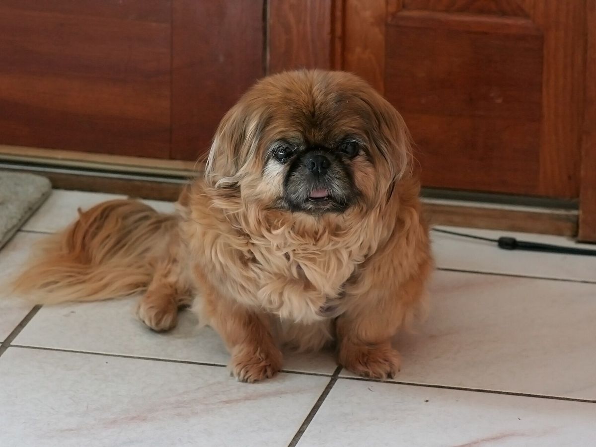 Pekingese