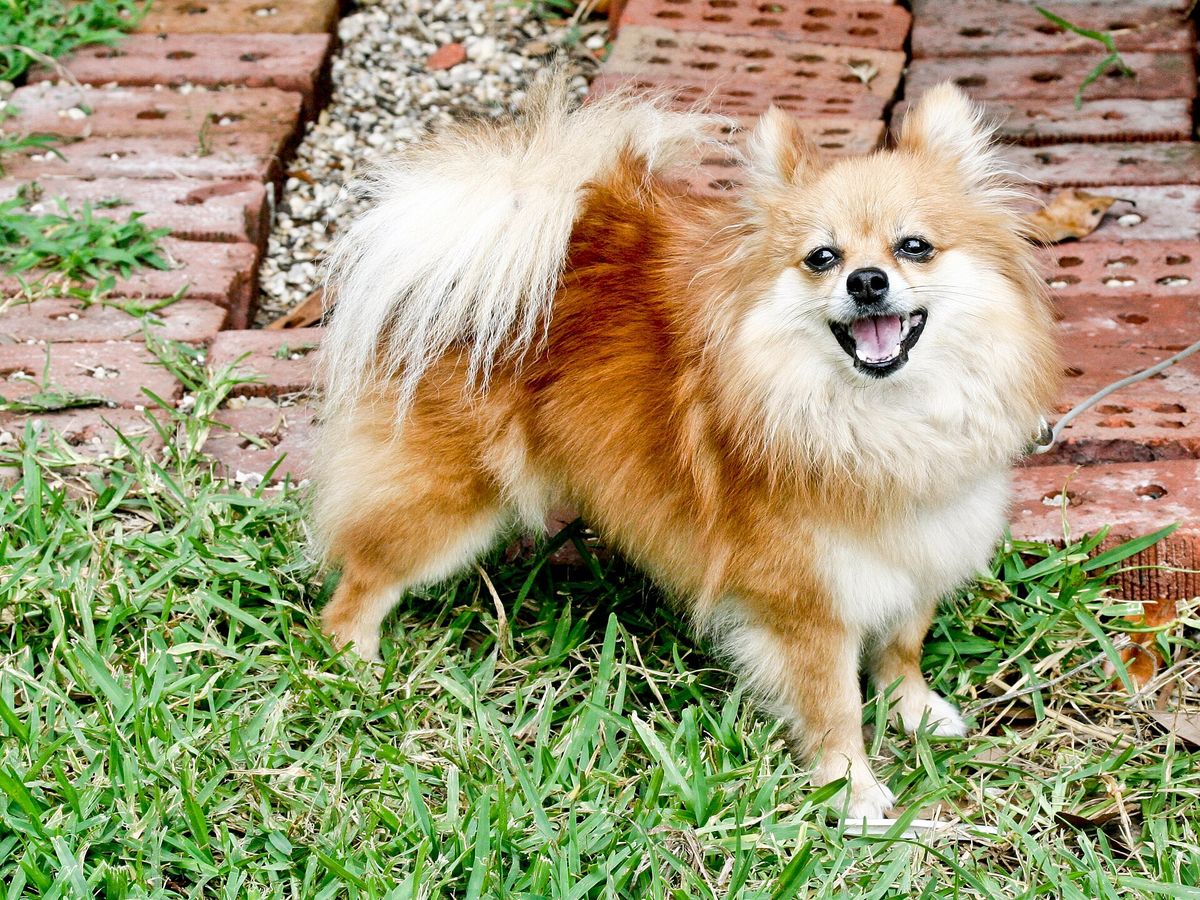Pomeranian