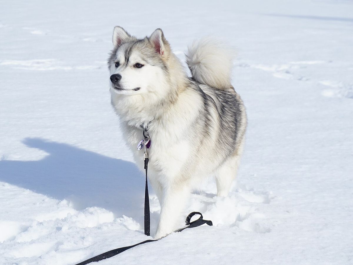 Pomsky