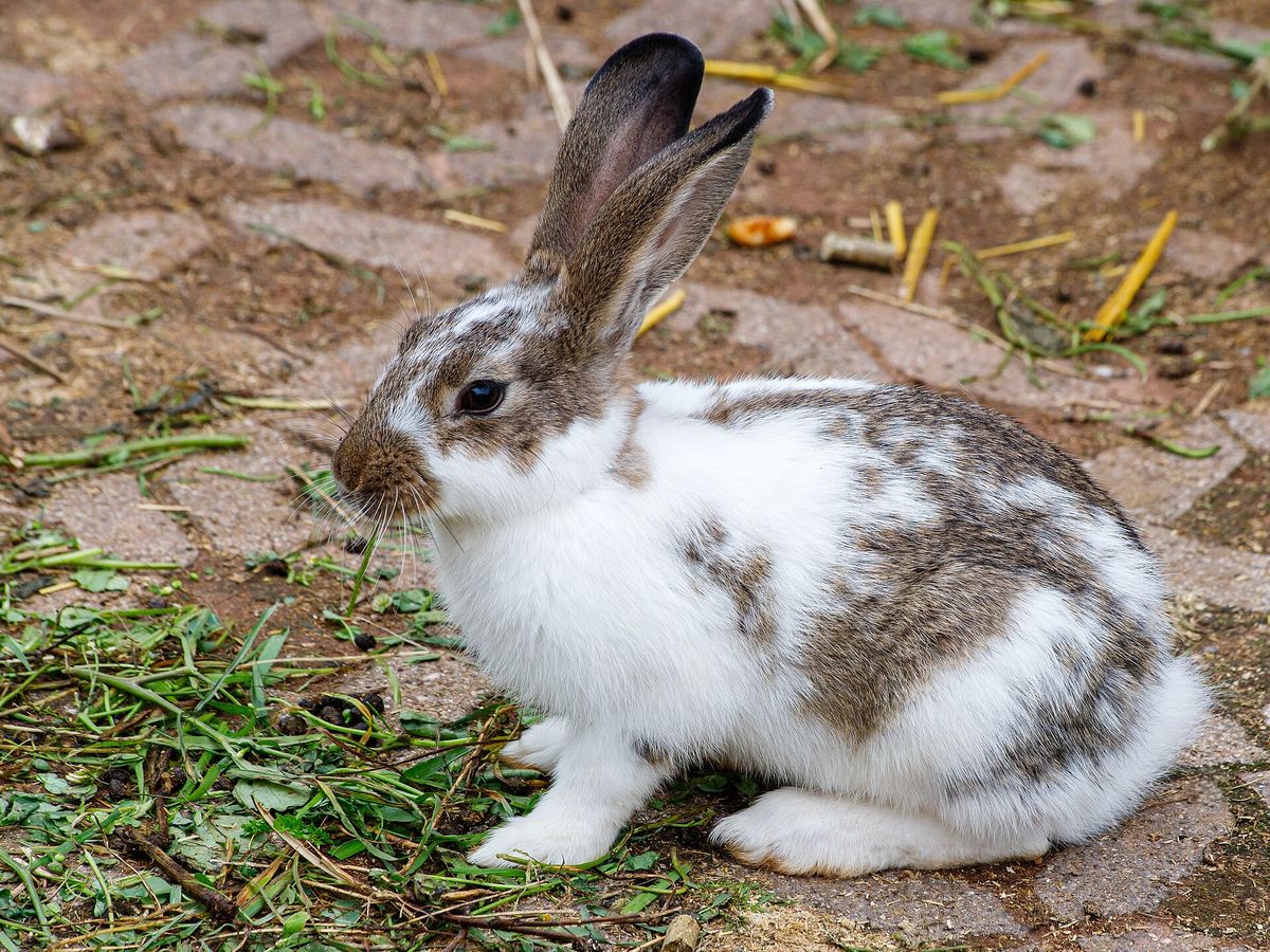 Rabbit