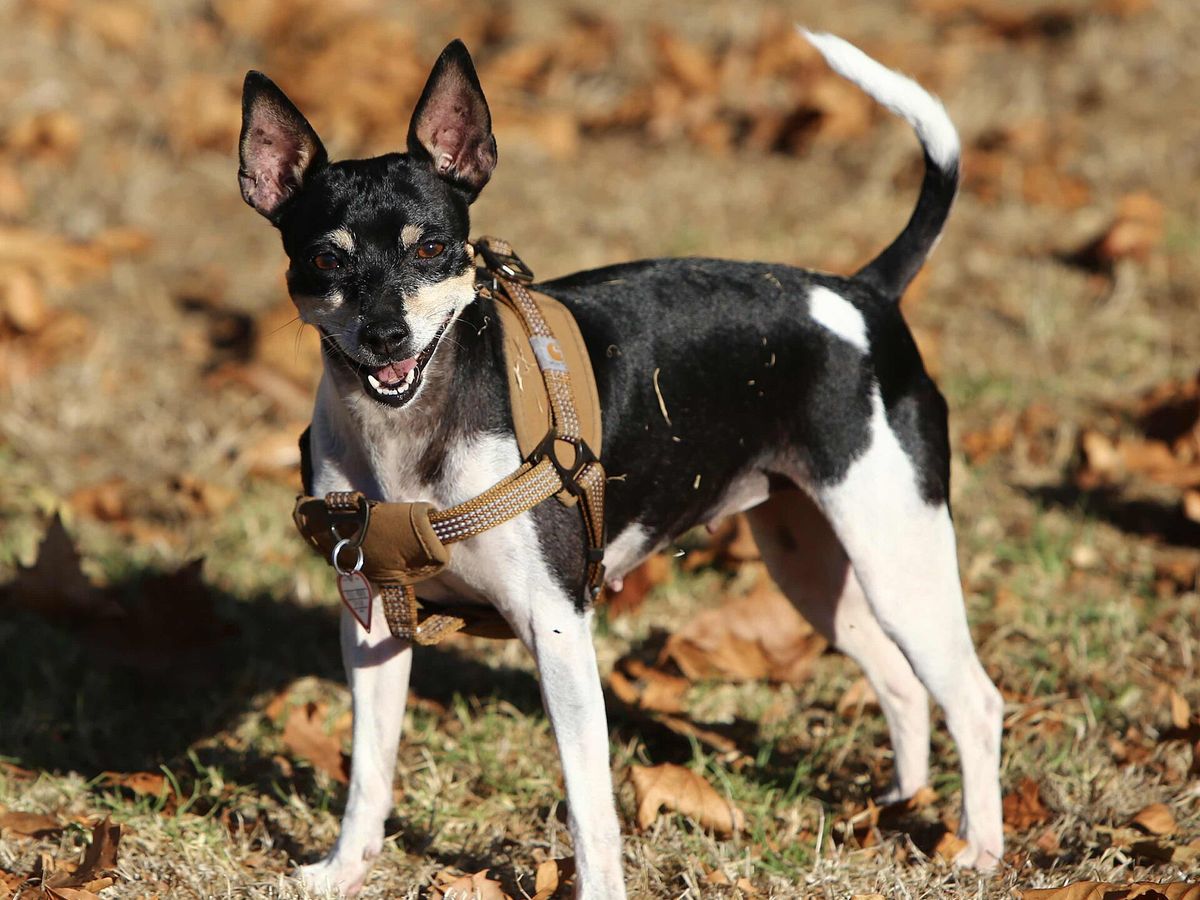 Rat Terrier