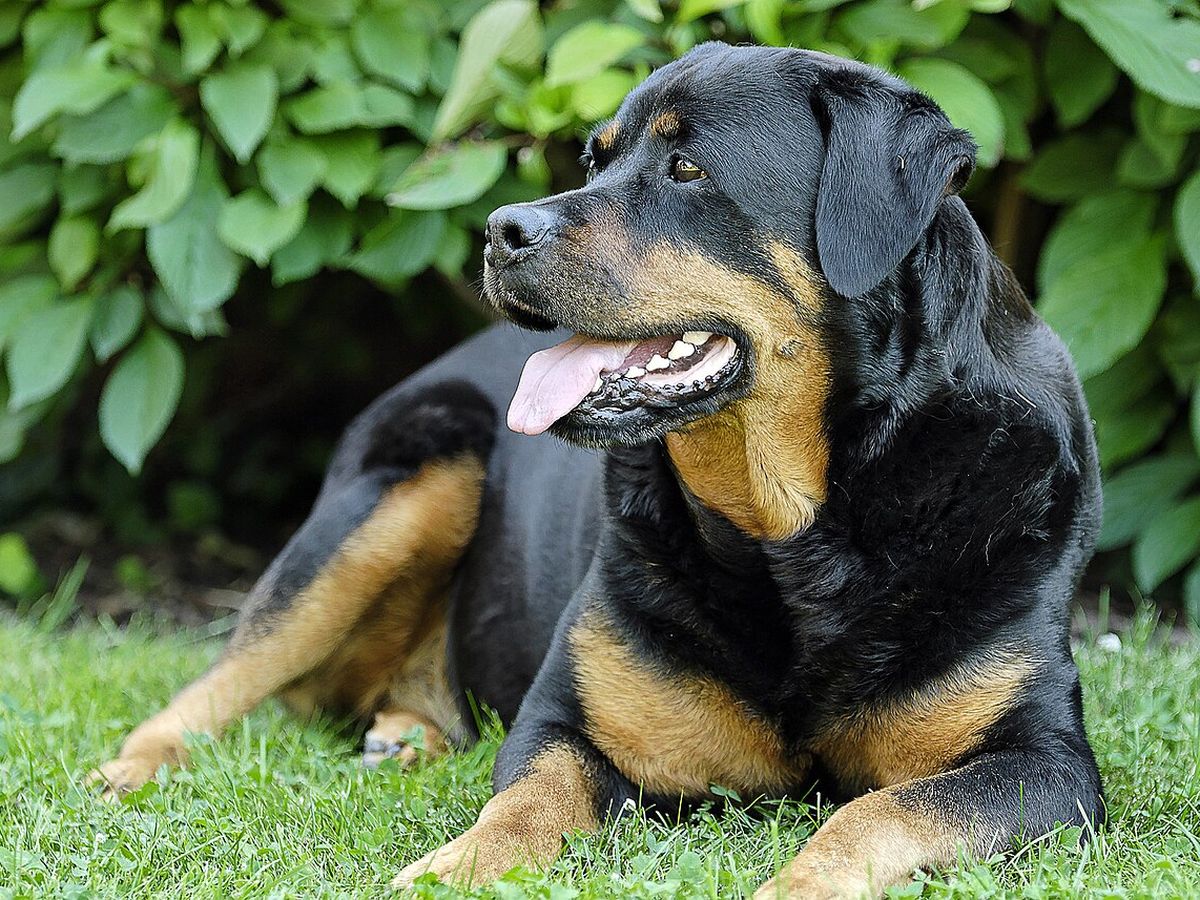 Rottweiler
