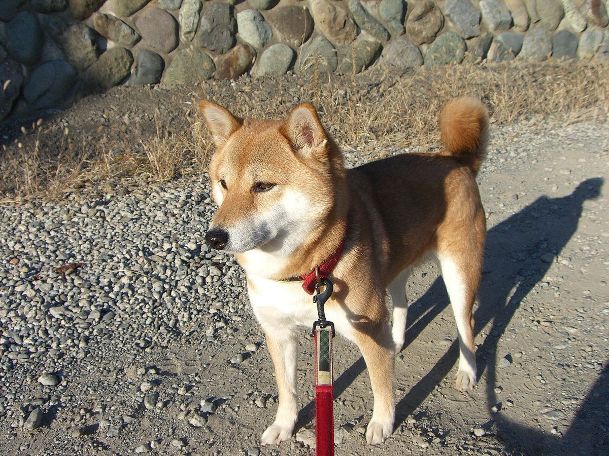 Shiba Inu